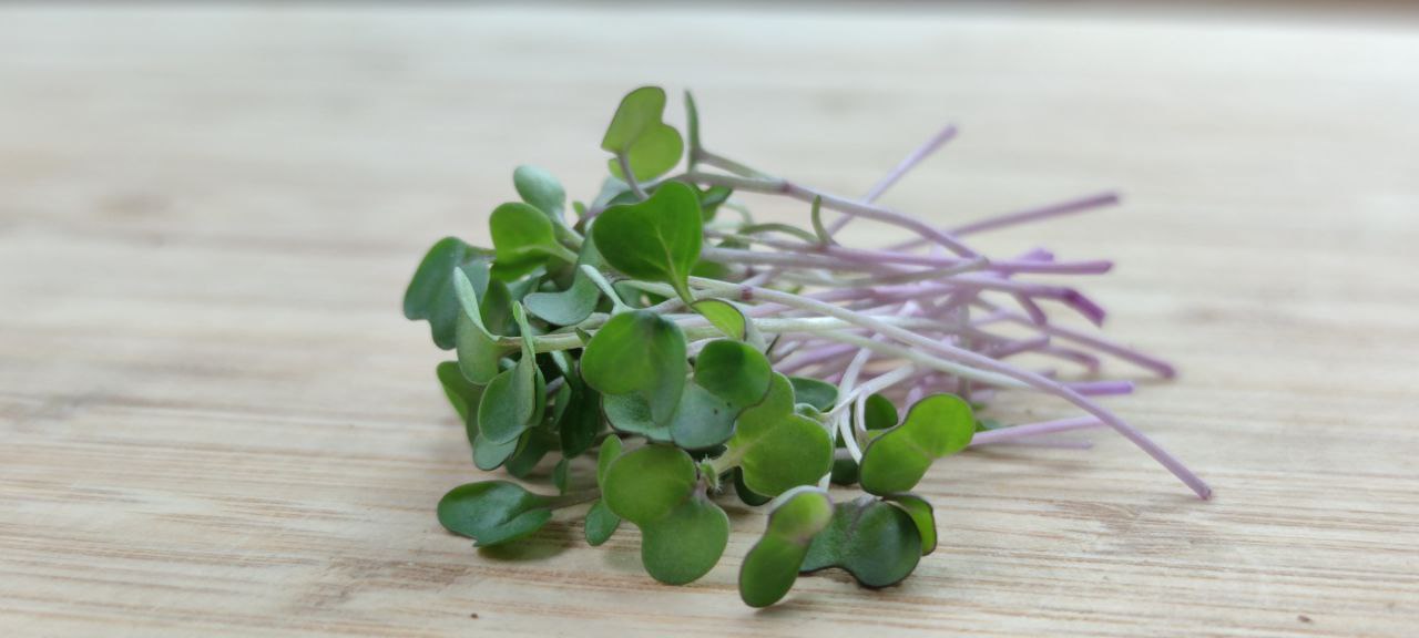 Kohl Rabi Purple Microgreens