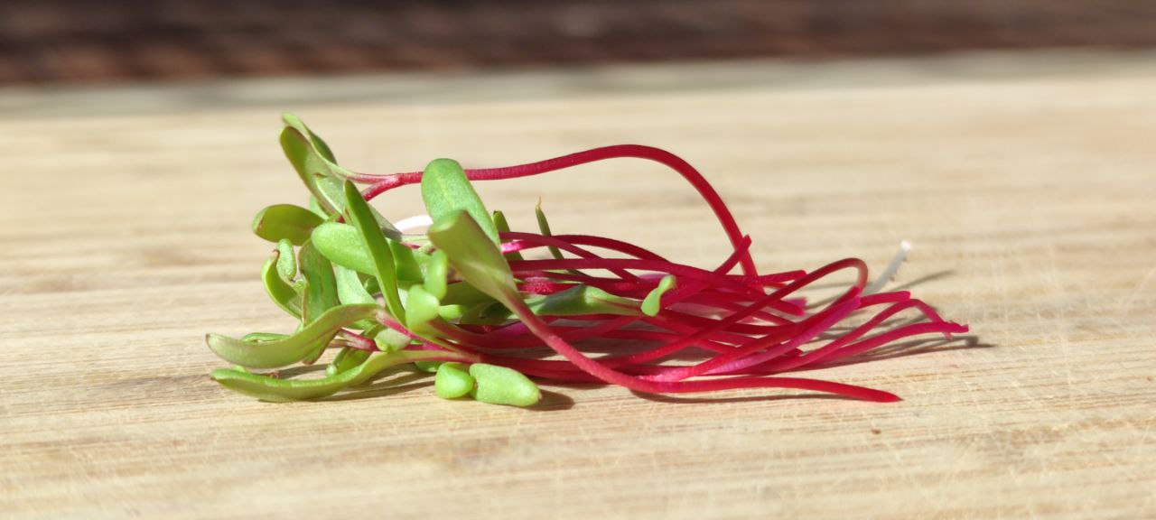 Ruby Chard Microgreens