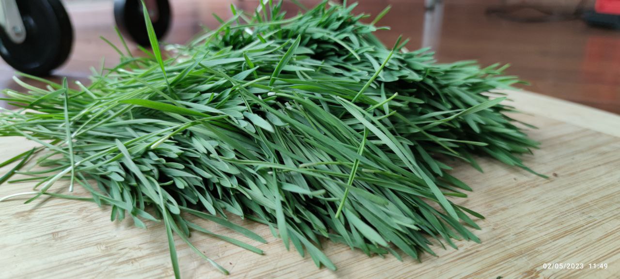 Wheatgrass Microgreens