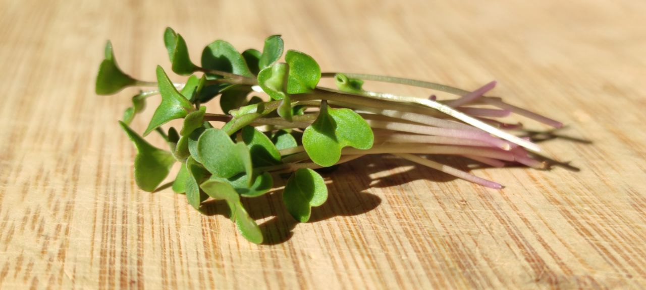 Cauliflower Microgreens
