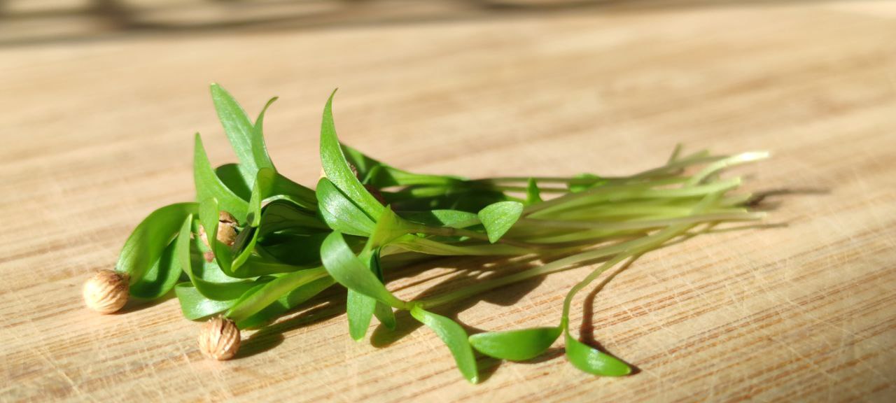 Coriander Microgreens
