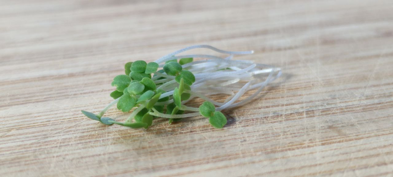 Lemon Balm Microgreens
