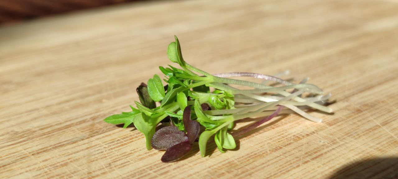 Mixed Mustard Microgreens