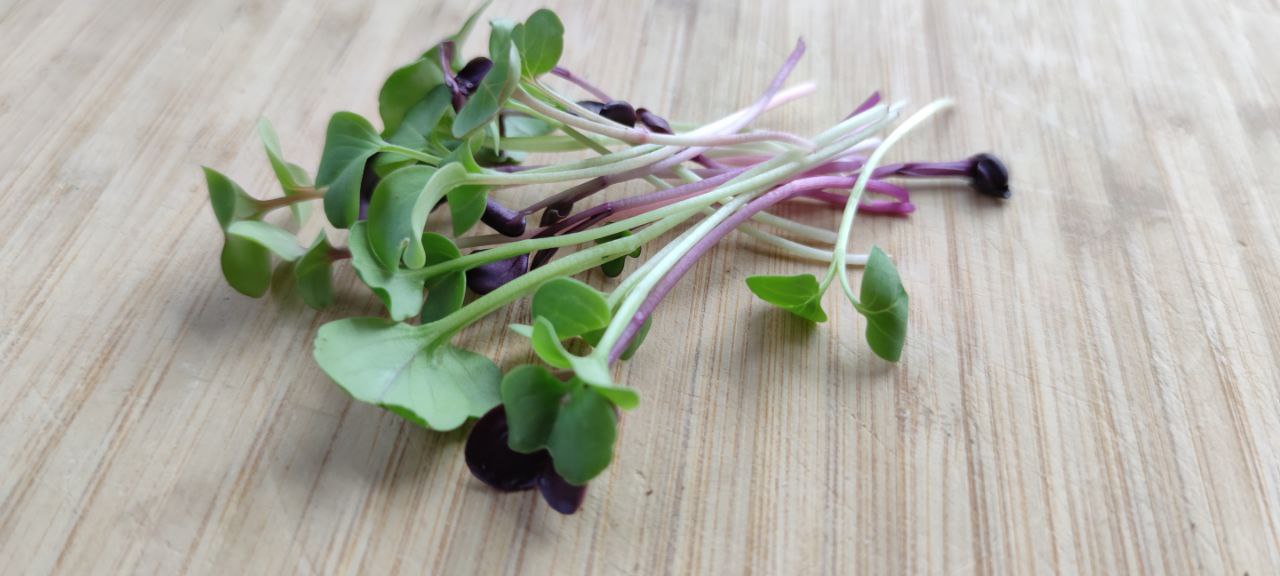 Mixed Radish Microgreens
