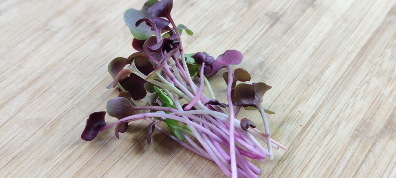 Purple Radish Microgreens