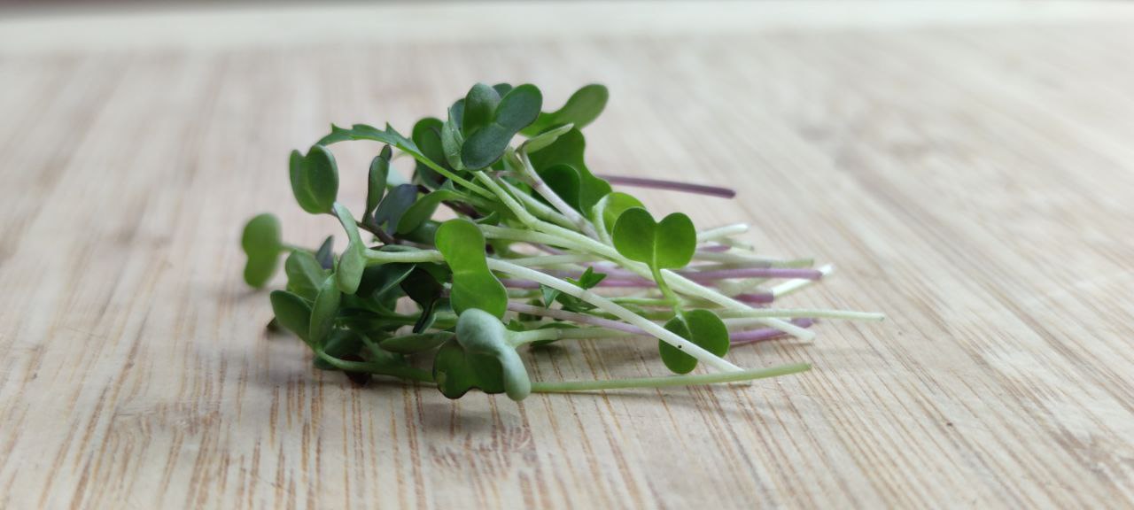 Salad Mix Microgreens