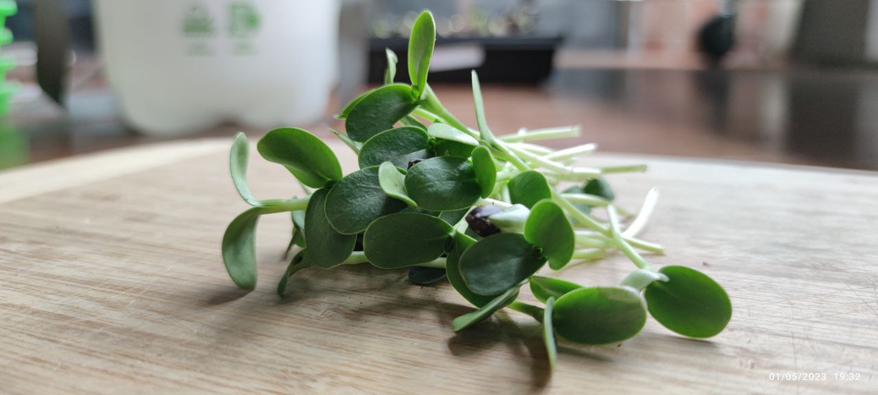 Sunflower Microgreens