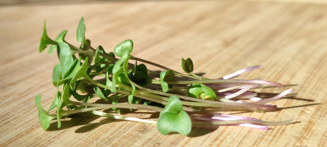 Broccoli Microgreens